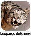 Leopardo delle nevi